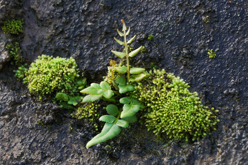 Fresh moss Bryophita on wet rock