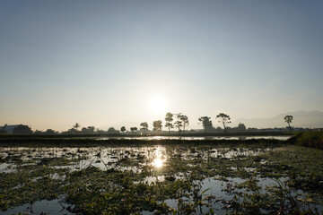 Fresh scenery of rice farm under morning sunlight