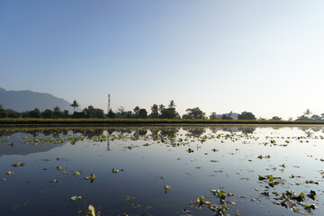 Flooded rice field reflecting morning sky