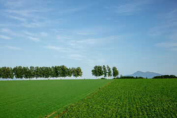 Field with rows of white birch trees