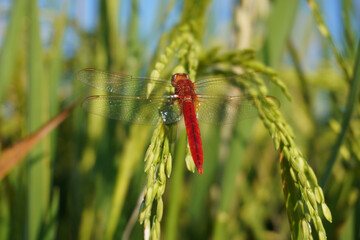 Red dragonfly or red-veinded darter perching on rice grains with blurry background