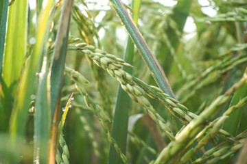 Close up photo of rice seeds in unripe stage and greenish color