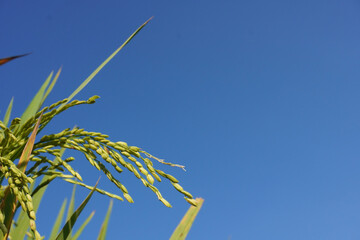 Green and young rice grain on blue sky background