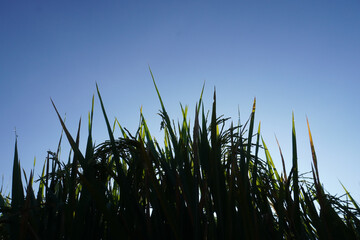 Close up silhouette of rice plant under clear blue sky