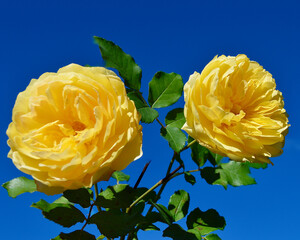 yellow rose on blue sky background