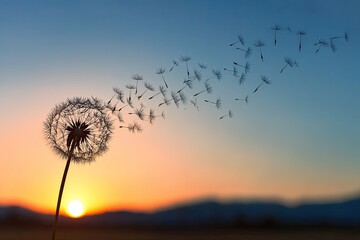 Naklejka premium Sunset Silhouette Of Dandelion With Windswept Seeds