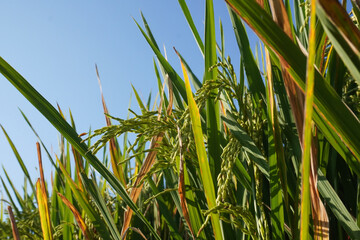 Sustainable agriculture with rice plant for healthier life