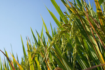 Close-up of green rice plants with unripe grains in a rice field under a clear blue sky, illustrating sustainable agriculture, food security, and environmental health