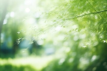 Fototapeta premium Garden or park summer green tree backgrounds.