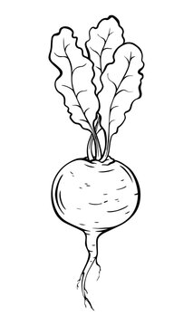 Hand-drawn vector sketch of a beet with leaves. Black and white beetroot illustration, isolated on white. Great for organic food, packaging, and botanical design.