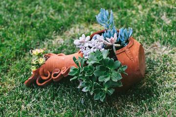 Horizontal composition of vibrant succulents in rustic broken pot on grass, expressing sustainable beauty, natural balance, earthy aesthetics and peaceful garden living.