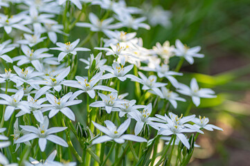 Clusters of delicate white ornithogalum flowers bloom together