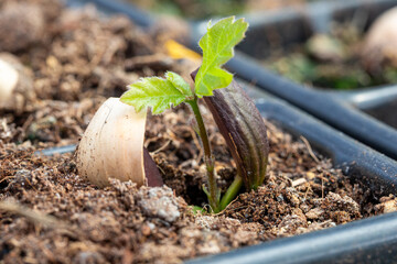 Plant de Chêne en godet