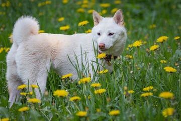 A dog of the Shiba Inu breed in close-up on a green meadow. The white dog Shiba Inu is playing in...