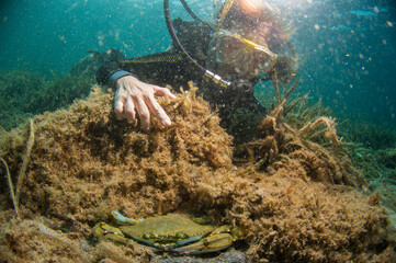 Scuba diver looking at Atlantic blue crab (Callinectes sapidus) threatens with its pincers on the seabed. Mediterranean sea Sardinia, Italy