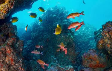 Underwater coral fishes in underwater world