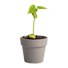 Seedling plant growing in a pot