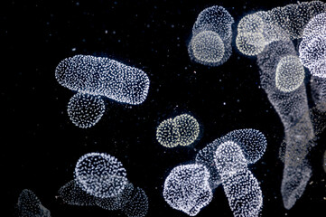 A colony of Rhizaria, an important group of large zooplankton Rhizaria make up some 33 percent of...