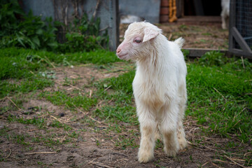 Beautiful little goats strolling through the village. Free grazing of baby goats.