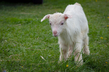 Obraz premium Lovely white baby goat on grass. White baby goat standing on green grass 