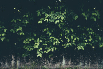 Dark green leaves and ivy covering wall in natural light