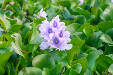 Water Hyacinth Flower Close-Up