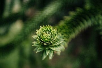 Closeup of Monkey Puzzle Tree Spiral Leaves