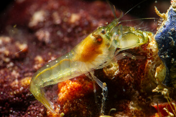 Gambero (Alpheus sp.) Snapping Prawn - Alpheus macrocheles Mediterranean sea Alghero, Sardinia, Italy