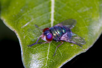 Chrysomya varipes - Australian Blowfly with Iridescent Body and Red Eyes