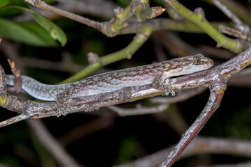 Christinus marmoratus - Australian Marbled Gecko Resting on Twig