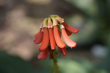Erythrina zeyheri, commonly known as the ploughbreaker, is a deciduous, geoxylic subshrub and member of the family Fabaceae. Hanover Berggarten, Germany.