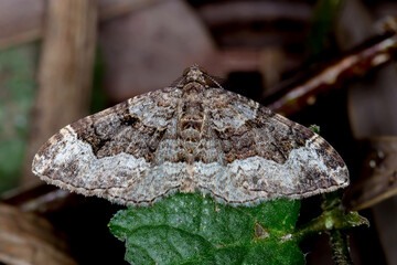 Epyaxa subidaria - Australian Moth with Zigzag Wing Patterns