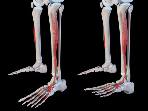 3d Illustration of Extensor Digitorum Longus Muscle Movement
