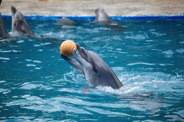 Couple of dolphins dancing  with ball in blue water