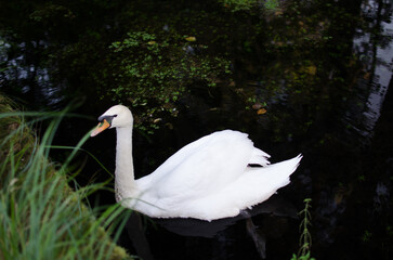 mute swan cygnus olor
