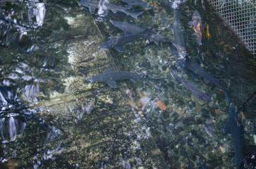 Trout farm. Carpathians. Ukraine