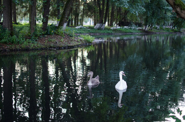 swan on the lake