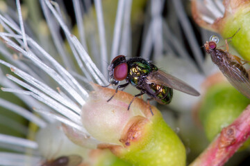 Tomato Fly (Lamprolonchaea brouniana) - Shiny Green Fly with Iridescent Eyes