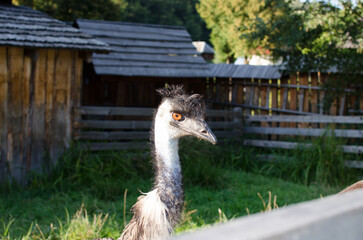 portrait of a ostrich