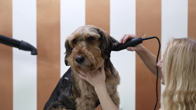 Professional groomer is carefully trimming the fur of an Airedale terrier dog with scissors, showing care and precision in a well-equipped grooming salon.
