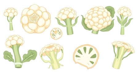 Cauliflower vector, Cauliflower illustration, Cauliflower clipart, Fresh cauliflower icon, Organic cauliflower, Whole cauliflower vector, Cauliflower head illustration, White vegetable vector, Caulifl