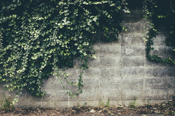Green ivy spreading on old concrete wall with texture, symbol of nature reclaiming urban spaces