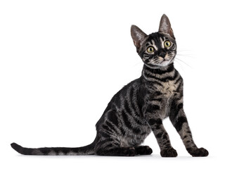 Excellent charcoal Bengal cat kitten, sitting up side ways. Looking attentive towards camera. Isolated on a white background.