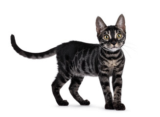Excellent charcoal Bengal cat kitten, standing  up side ways. Looking attentive towards camera. Isolated on a white background.
