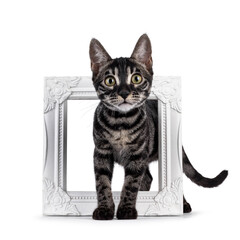 Excellent charcoal Bengal cat kitten, standing through picture frame. Looking attentive towards camera. Isolated on a white background.