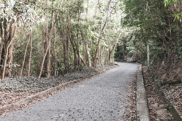 Walking path trail rainforest mountains in Rio de Janeiro Brazil.