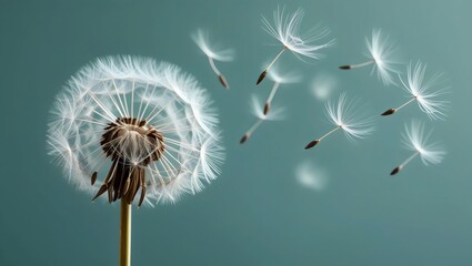 Gentle Dandelion Bloom: Fluffy Seeds Dispersing Against a Teal Background

