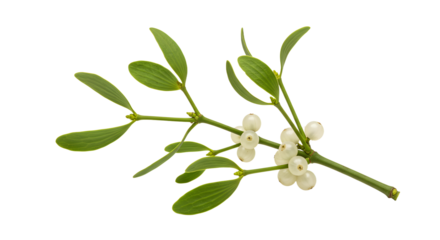 A close-up of a mistletoe branch with white berries and green leaves, symbolizing holiday traditions and winter celebrations