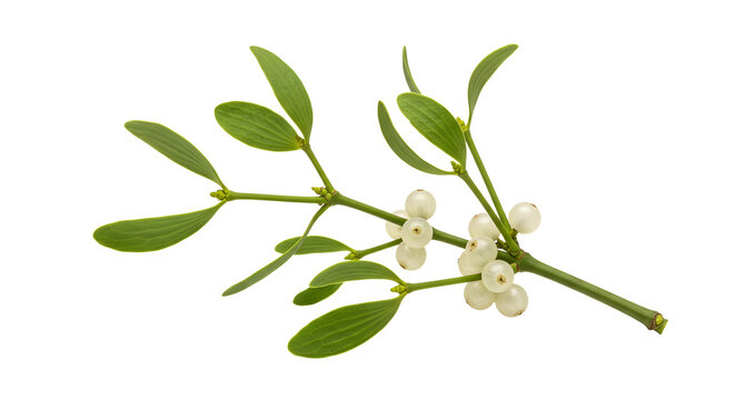 A close-up of a mistletoe branch with white berries and green leaves, symbolizing holiday traditions and winter celebrations