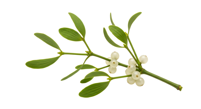 A close-up of a mistletoe branch with white berries and green leaves, symbolizing holiday traditions and winter celebrations